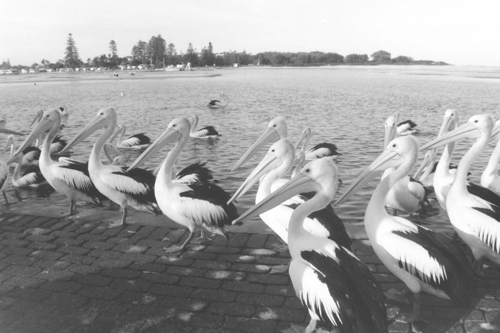 Black and white photograph of a large group of pelicans on the water and a walkway