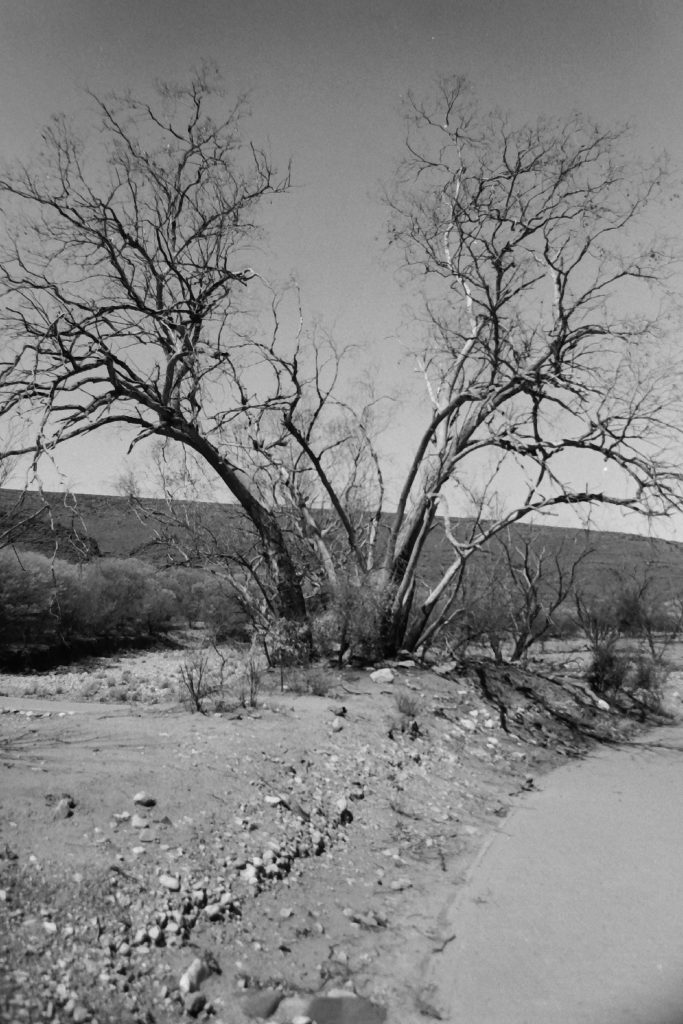 Black and white photograph of a clumb of bare trees fan outwards on either side