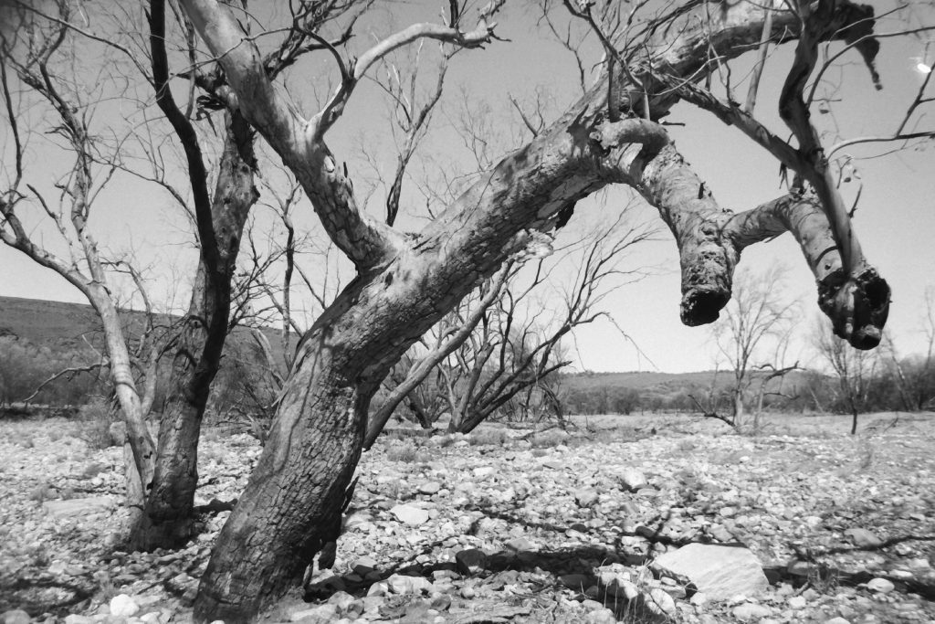 Black and white photograph of a bare tree bending towards the camera