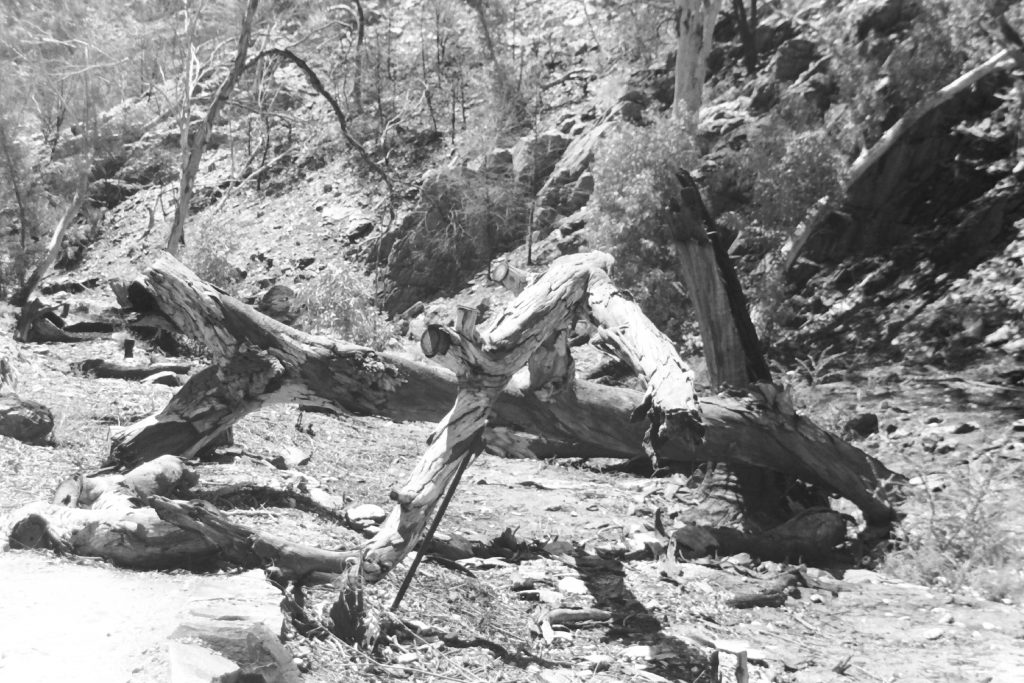 Black and white photograph of fallen trees.