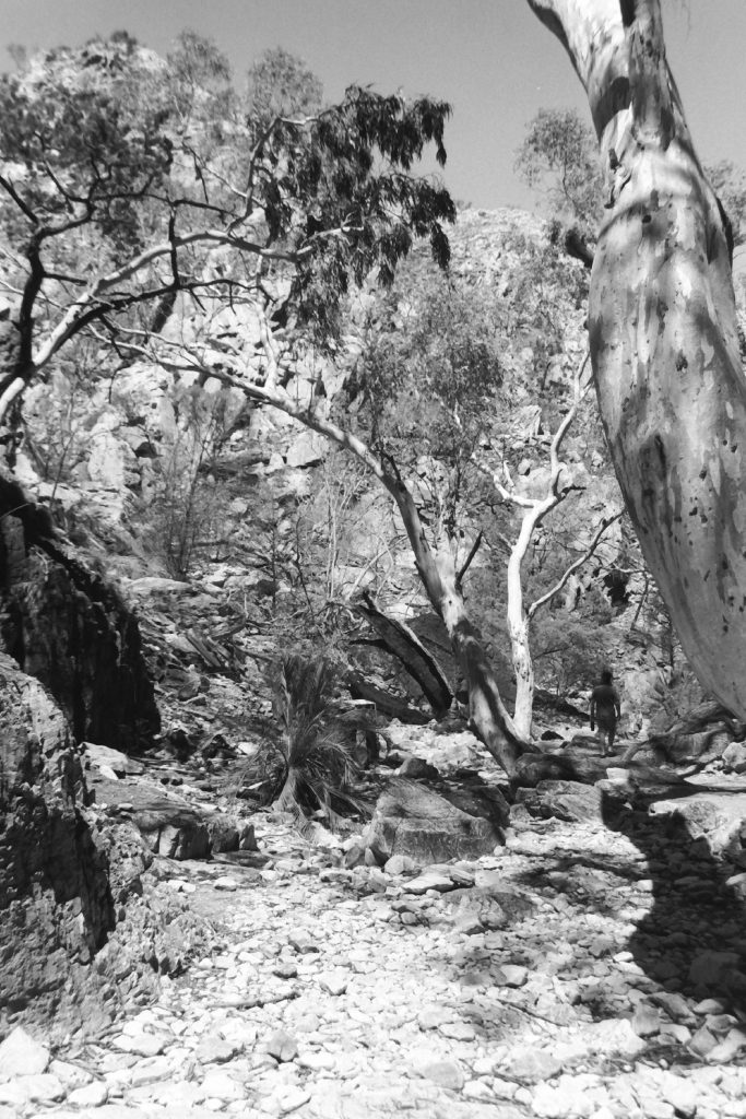 Black and white photograph of bushland, with a man walking down a path