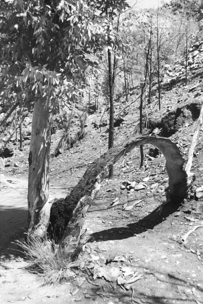 Black and white photograph of bushland with a tree trunk in the foreground bent over in an arch.