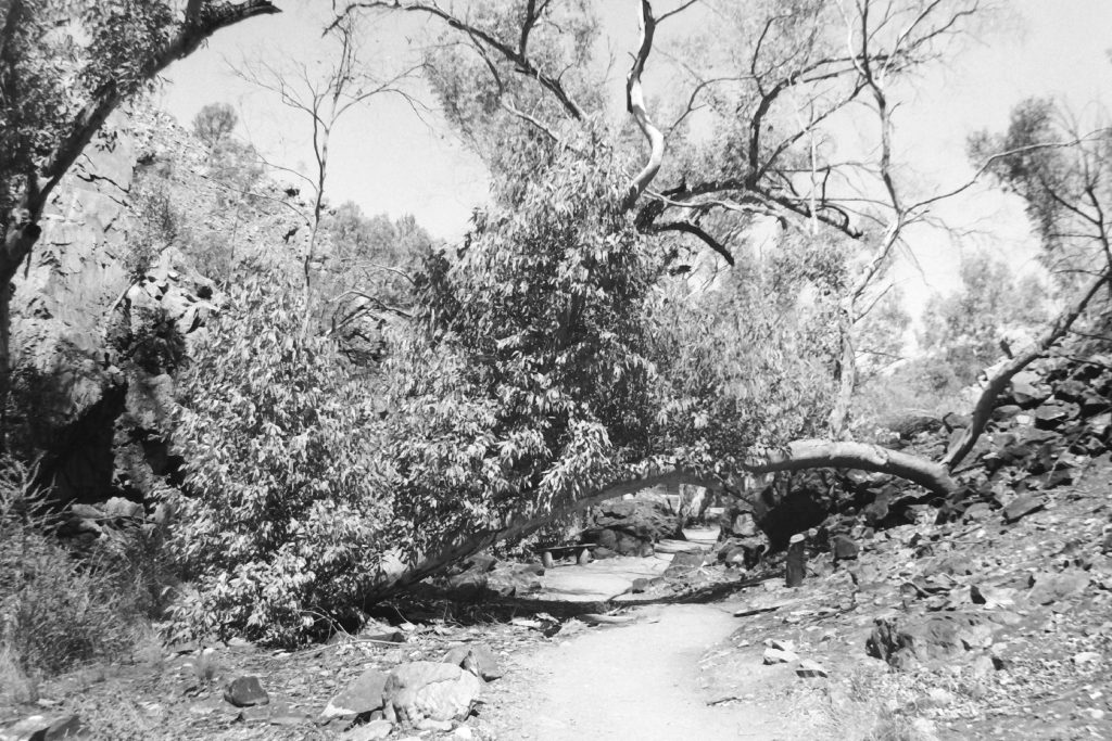 Black and white photograph of a bushland path with a tree growing over it in an arch.