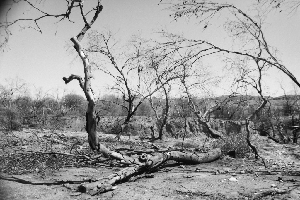 Black and white photograph of bare trees and a fallen tree in the foreground