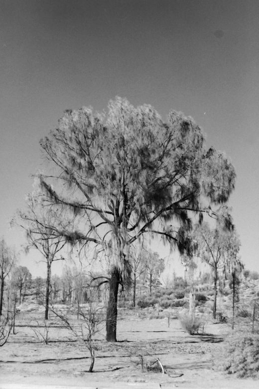 Black and white photograph of the landscape at Ayers Rock Resort, a large tree surrounded by smaller trees and shrubs