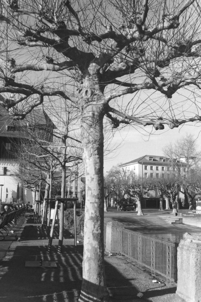 Black and white photograph of a park with rows of bare trees and buildings in the background