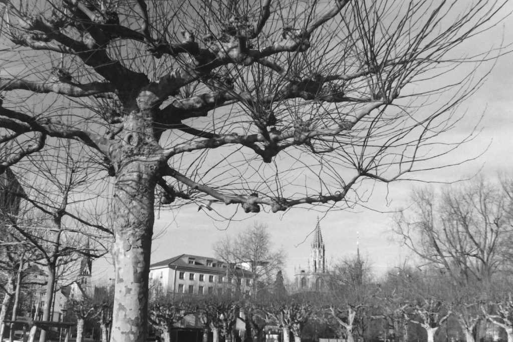 Black and white photograph of a park full of bare trees and two tall towers in the background.