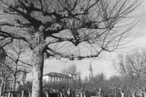 Black and white photograph of a park full of bare trees and two tall towers in the background.