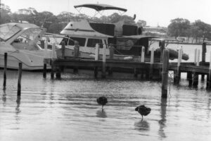 Black and white photography of a two boats parked on pier with two swans standing in the water on one leg