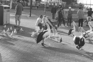 Black and white photograph of a group of pelicans walking on a paved area, surrounded by people and seagulls