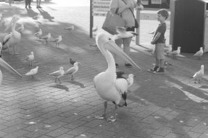 Black and white photograph of a pelican on a paved area sourrounded by seagulls, with a young boy and adult in the background watching them