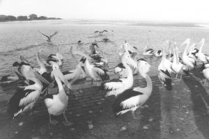 Black and white photograph of a large group of pelicans on the water and a walkway, with several taking flight in the background