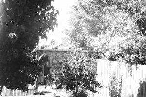 Black and white photograph of a backyard with a mulberry tree on the left hand side and a garden seat and gazebo in the background