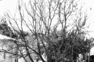 Black and white photograph close up of a bare mulberry tree