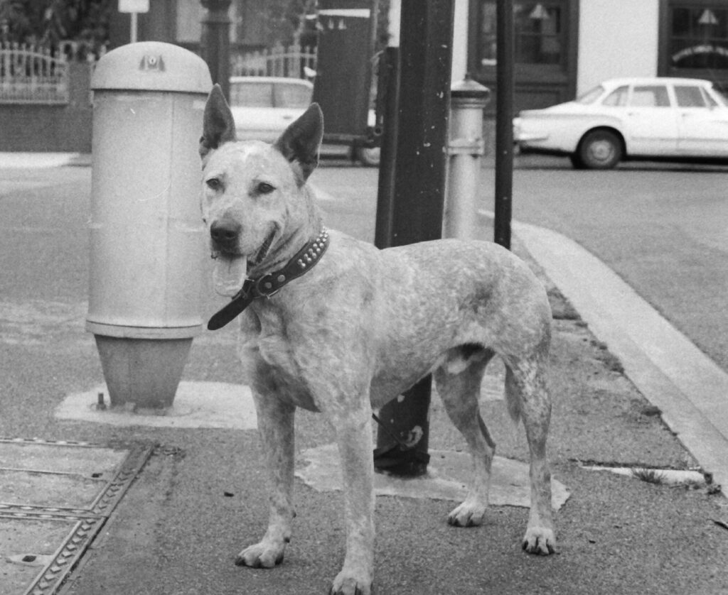 Black and white photo of a dog tied to a post on a street corner