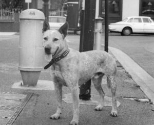 Black and white photo of a dog tied to a post on a street corner