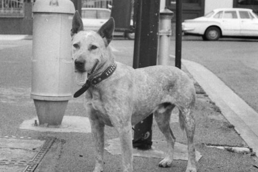 Black and white photo of a dog tied to a post on a street corner