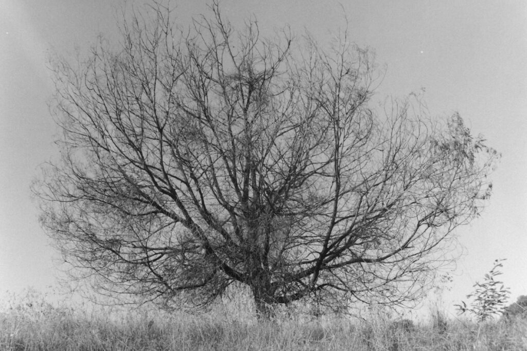 Black and white photograph of a large leafless tree surrounded by scrubby grass. The branches take up almost the entire image in a circular shape.