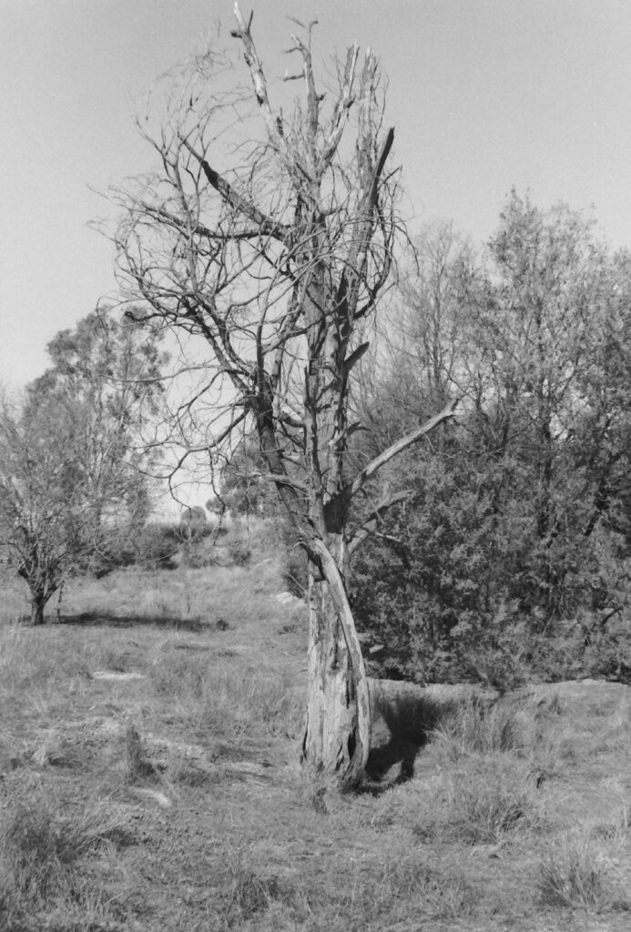 Black and white photograph of a tall leafless tree with branches winding up from the base, surrounded by scrubby grass and leafy trees in the background.