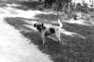 Black and white photo of a spotty dog looking at the camera