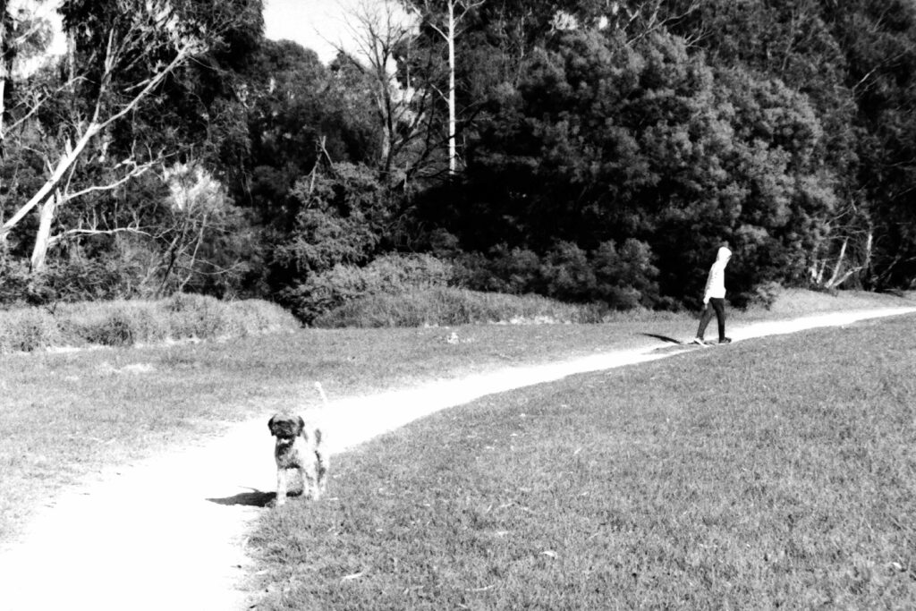 Black and white photo of a boy and a dog on a curved walking path. The dog is closer to the camera looking towards it, the boy is further along the path walking away.