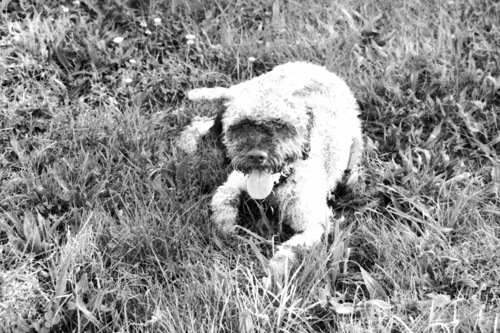 Black and white photo of a dog lying in the grass panting and looking at the camera.