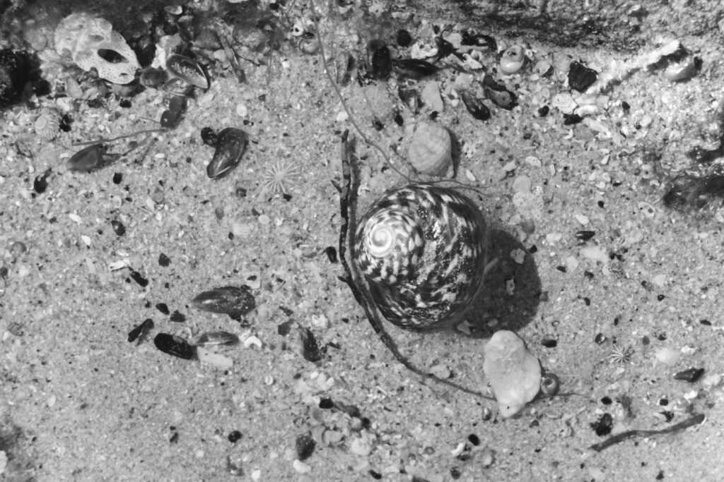 Black and white close-up photo of a spiral shell in shallow, sandy water.