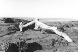 Black and white photo of a large, smooth tree branch wedged on top of rocks at low tide. The branch looks like a bridge over the gap in the rocks. The whiteness of the branch is in strong contracts to the dark rocks.