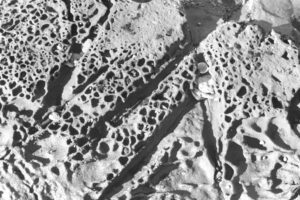 Black and white close-up photo of rocks with small holes, channels for water flow and small stones and shells.