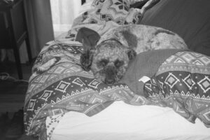 Black and white photo of a dog lying among a pile of blankets. She is looking towards the camera.