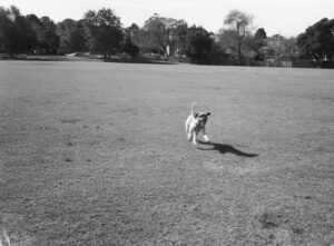 Black and white photo a dog catching a ball in its mouth, its back paws are on the ground and its front paws in the air.