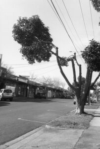 Black and white photo looking up a suburban street with a row of shops on the left hand side. A tree is in the foreground with it's branches trimmed around overhead power lines.