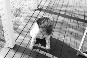 Black and white photo of a dog sitting on a wooden deck. She looks as if sh is getting ready to walk away.