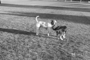 Black and white photo of two dogs sniffing hello to each other.