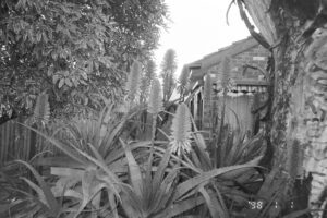 Black and white photo of a garden in front of a house. The plant in the foreground has spiky leaves and large pointed flowers.