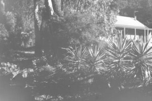 Black and white photograph of a holiday cabin obscured by trees and plants, with a pathway winding towards it on the left hand side.