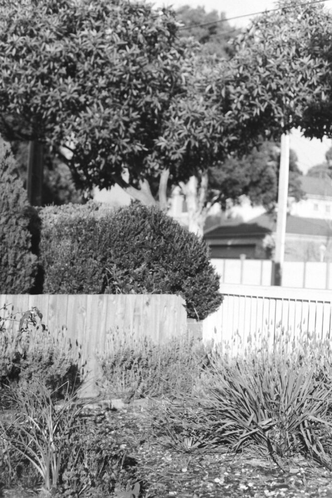 Black and white photograph of plants and pebbles in the fenced corner of a garden. Trees and house are visible in the background.