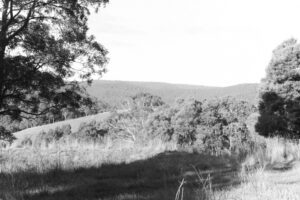 Black and white photograph of a a bush landscape with hills in the background.