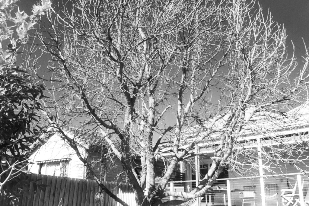 Black and white photo of a backyard, looking through the bare branches of a large tree.