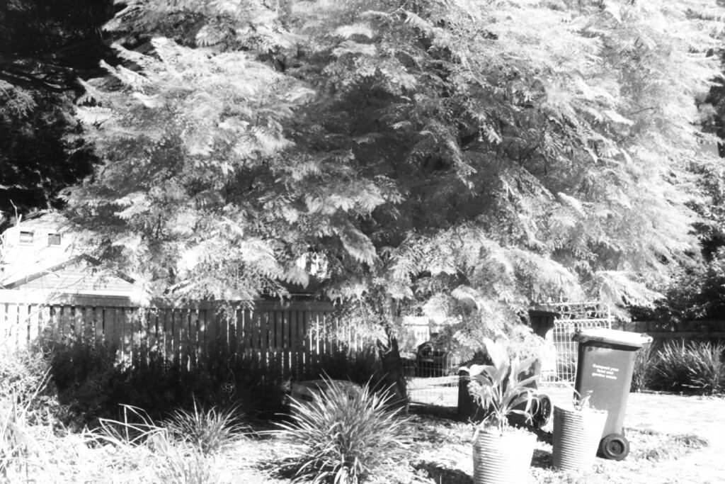 Black and white photo of a front garden with a large tree next to the fence surrounded by smaller plants and pots.