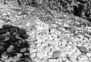 Black and white close up photograph of pebbles on the ground with some plants in the back ground.