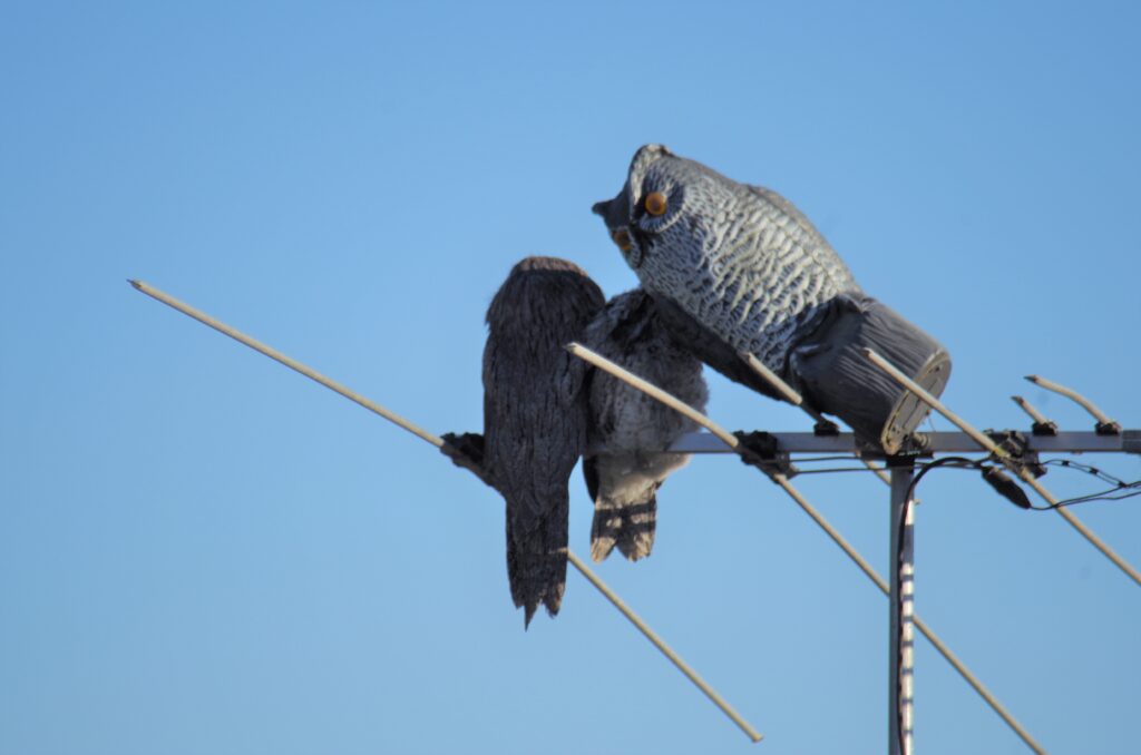 Tawny Frogmouths sitting on a TV antenna next to a plastic owl