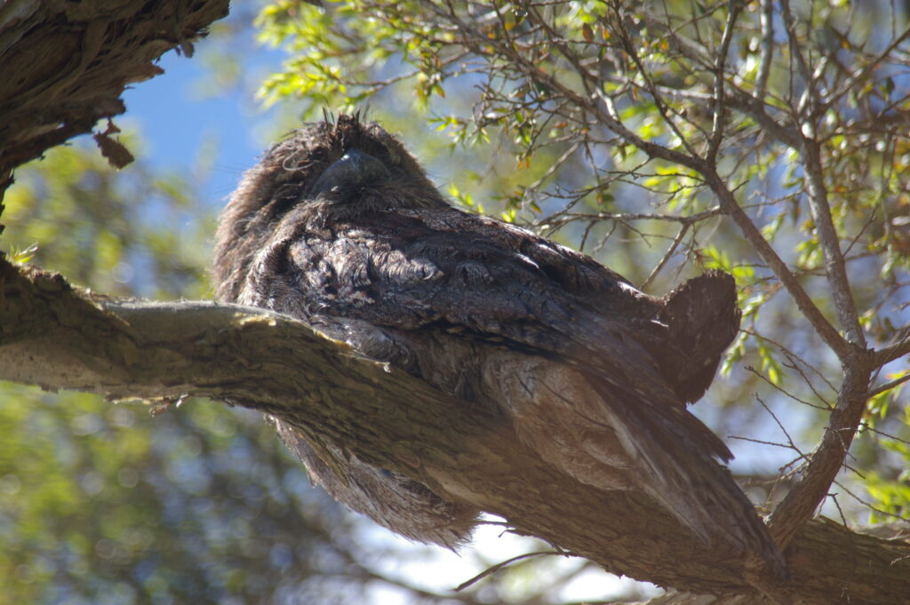 Tawny Frogmouth in a tree