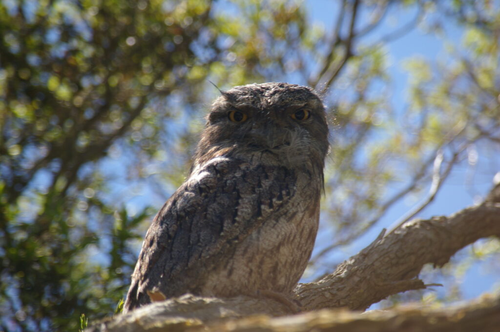 Tawny Frogmouth in a tree