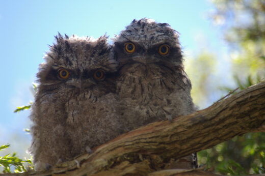 Twin Tawny Frogmouth fledglings