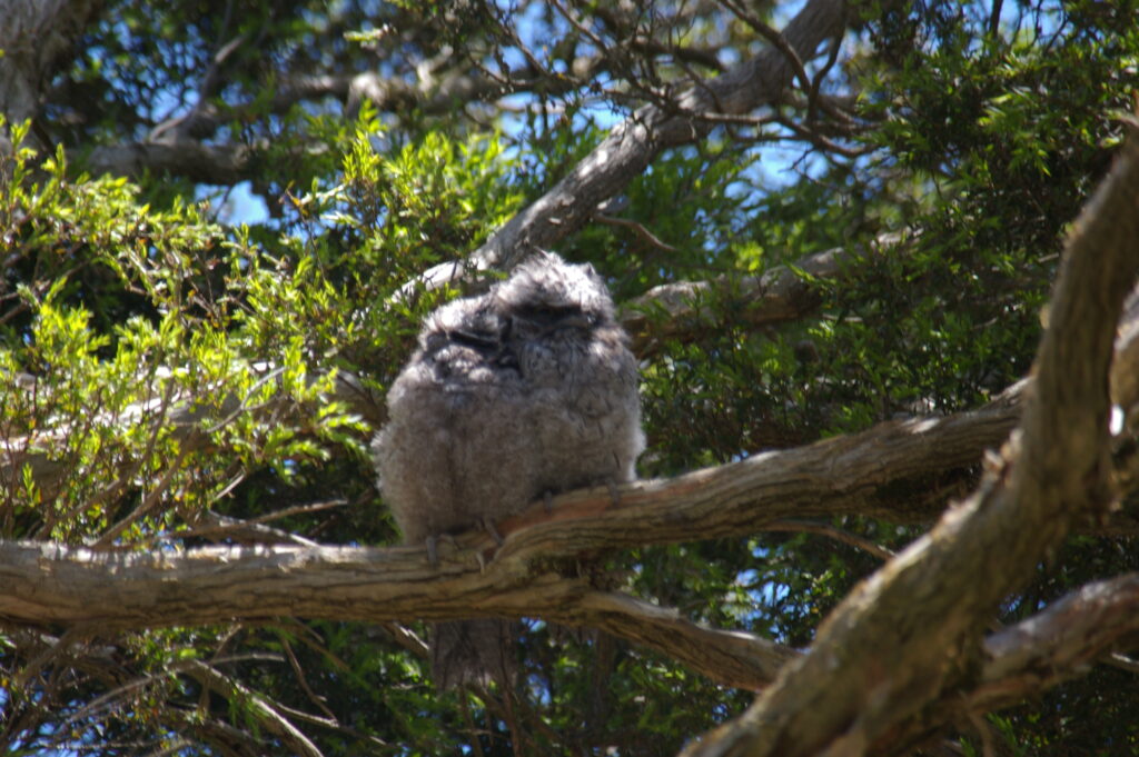 Twin Tawny Frogmouth fledglings