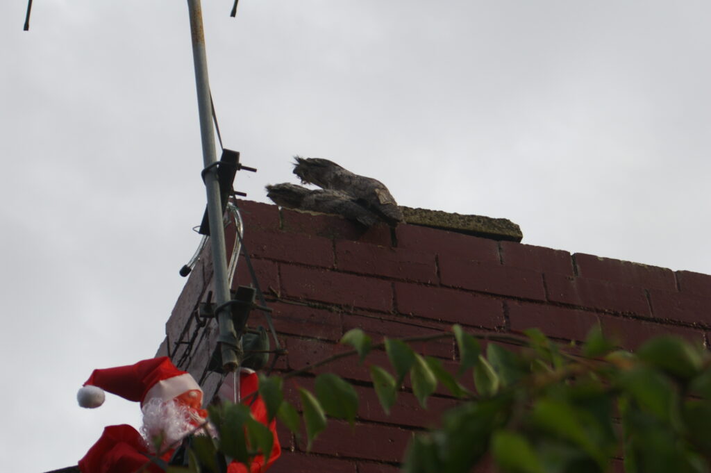 A pair of Tawny Frogmouths nesting on a chimney with their chick