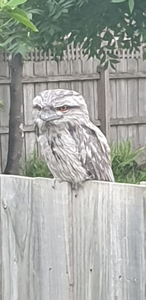 Young Tawny Frogmouth on a wooden fence