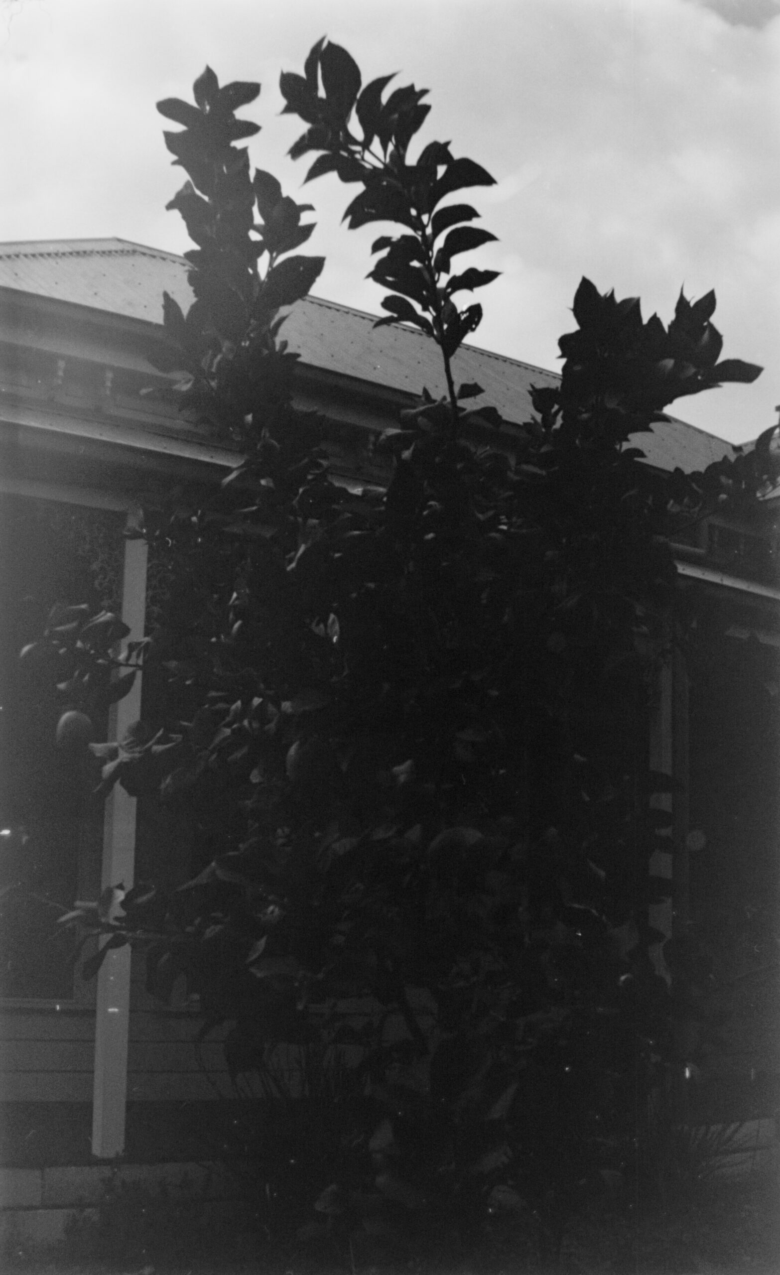 Black and white photo of a fruit tree in front of a house