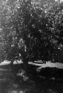 Black and white photograph of a large, leafy mulberry tree casting a shadow across the lawn below it. There is a clam shell pool in the back ground.